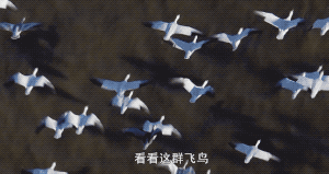 飛翔的鳥群